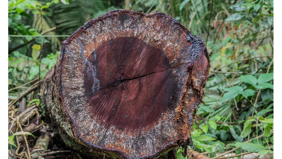 Notícia Relacionada