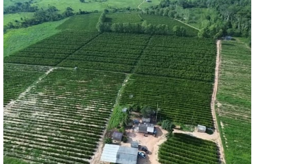 Propriedade como esta faziam um giro na movimentação economica decerca de R$ 2 milhões por ano através da produção