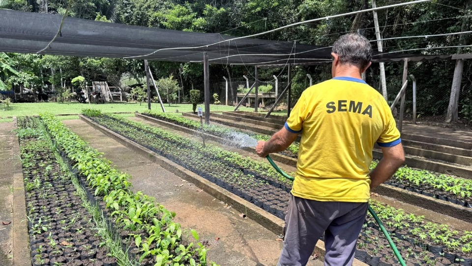 Os limites de mudas variam conforme a espécie, com quantidades específicas para frutíferas e floríferas